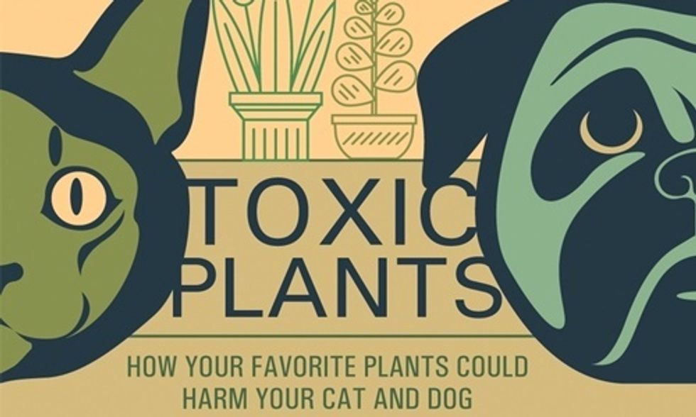 12 Most Poisonous Plants for Your Dog and Cat