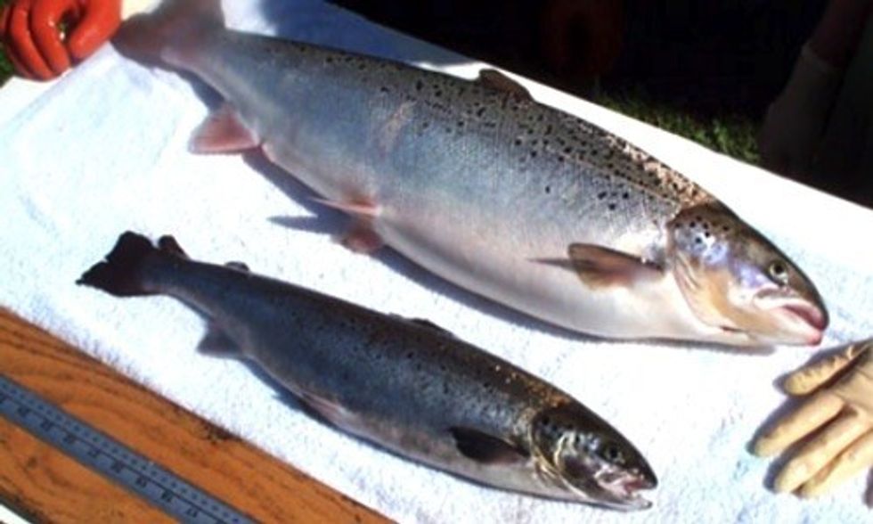 California's Largest Tribe Bans GMO Crops and Genetically-Engineered Salmon