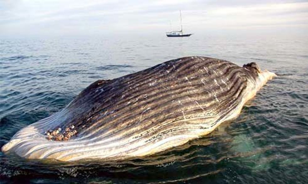 Dead Humpback Calf Found Entangled in Illegal Gillnet