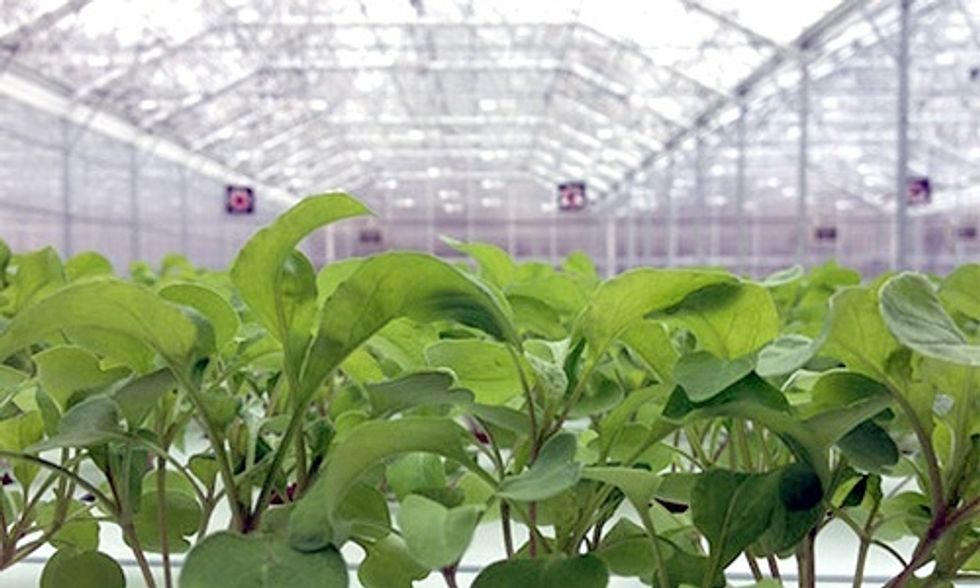 Greenhouses: The Solution for Year-Round Local Food?