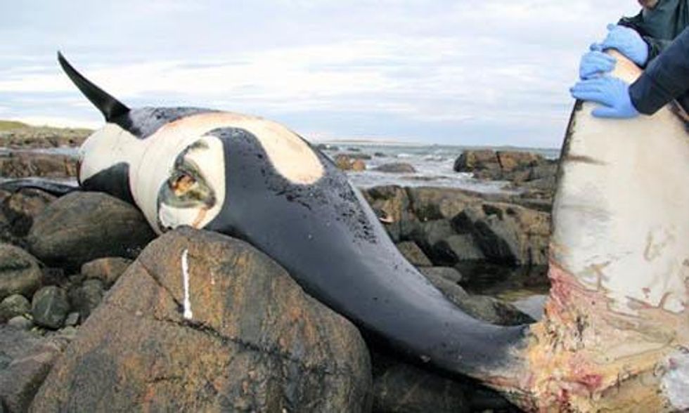 Beloved Orca Found Dead Due to Entanglement in Fishing Gear