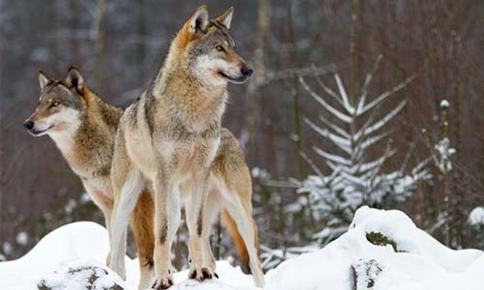 Oppose Welfare Ranching, Not Wolves