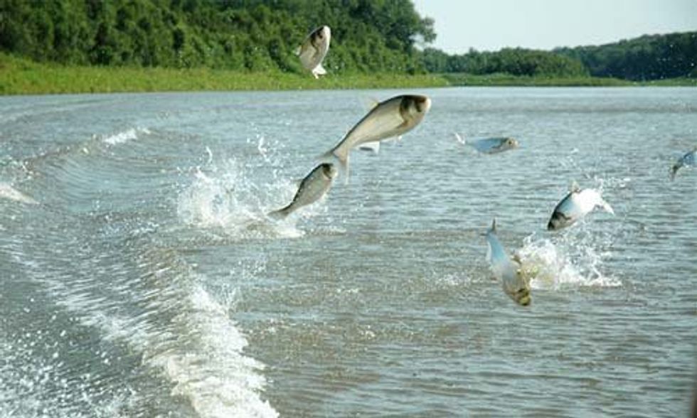 Groundbreaking Study Says Asian Carp Could Make Up One-Third of Lake Erie Biomass