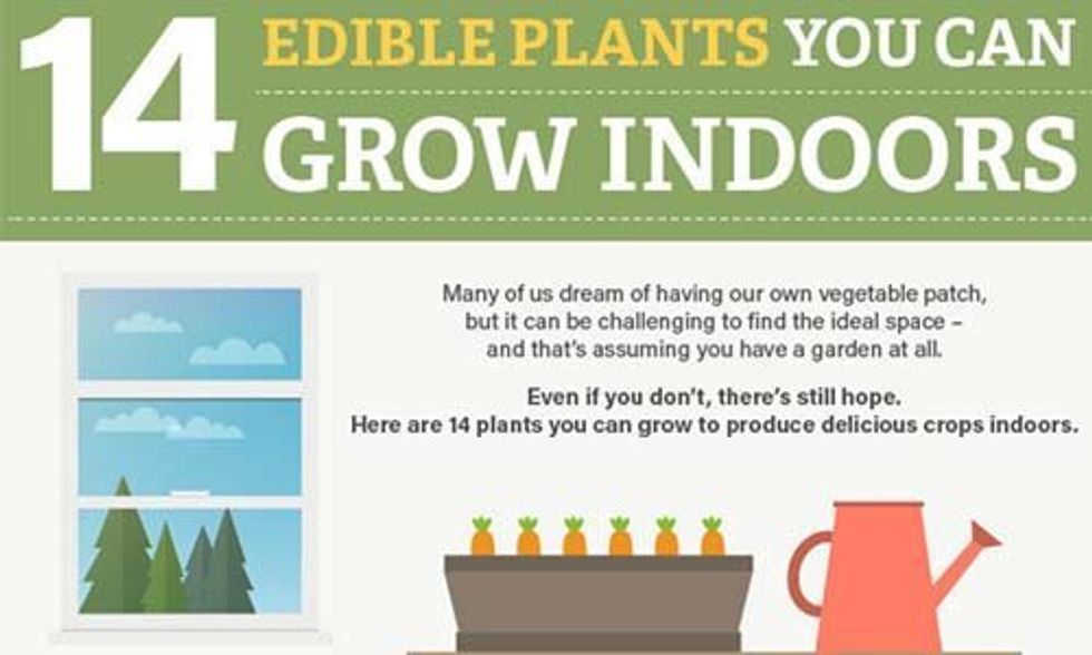 14 Edible Plants You Can Grow Indoors