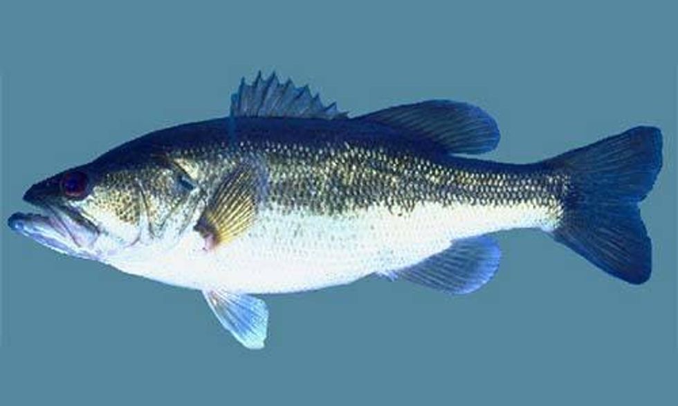 Female Fish Eggs Found Inside of Male Fish Testicles