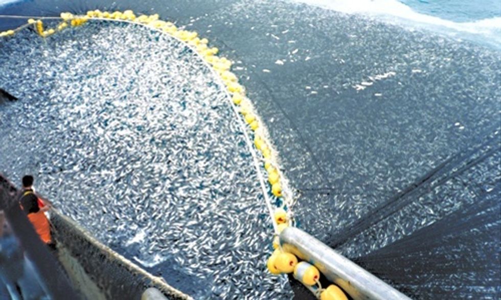 4 Fish We're Overeating and What to Eat Instead