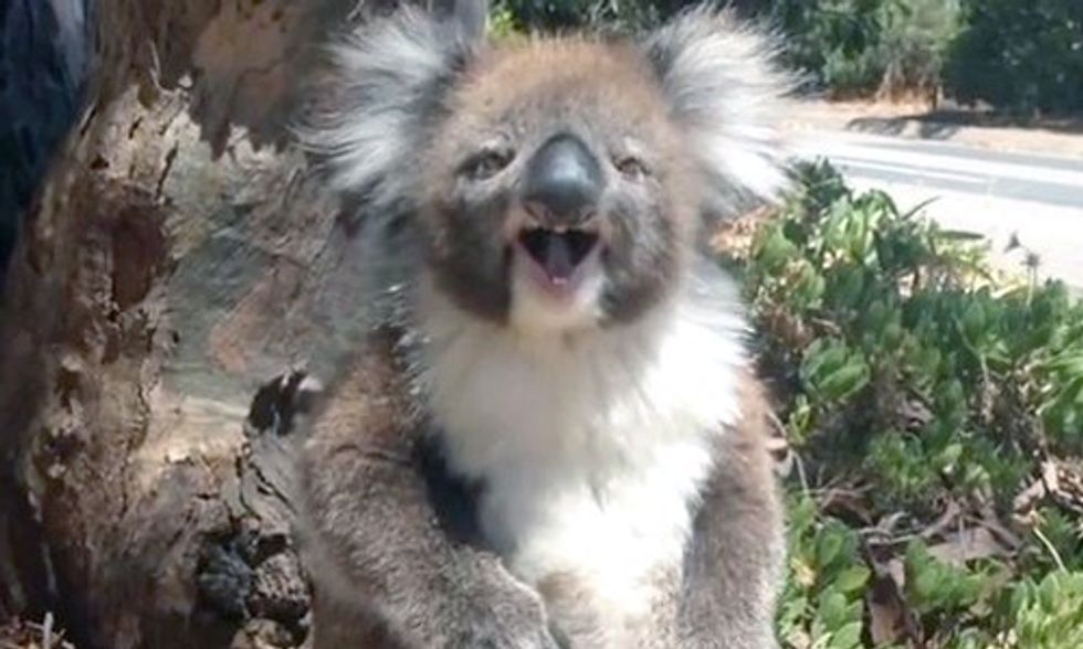 Viral Video Shows a Tiny Koala Getting Kicked Out of a Tree, Find Out Why