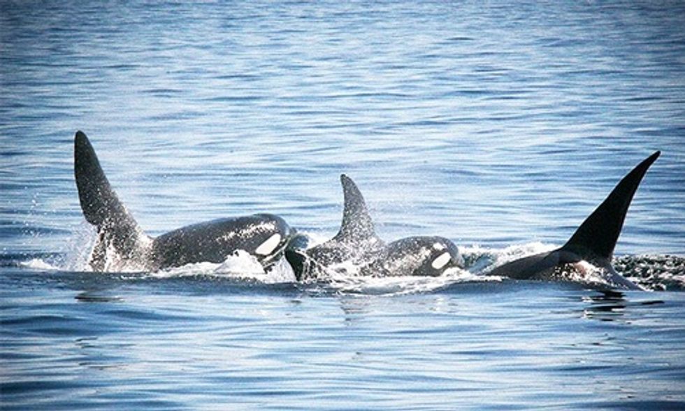 UK Whales and Dolphins at Risk of Extinction Due to High Levels of PCBs