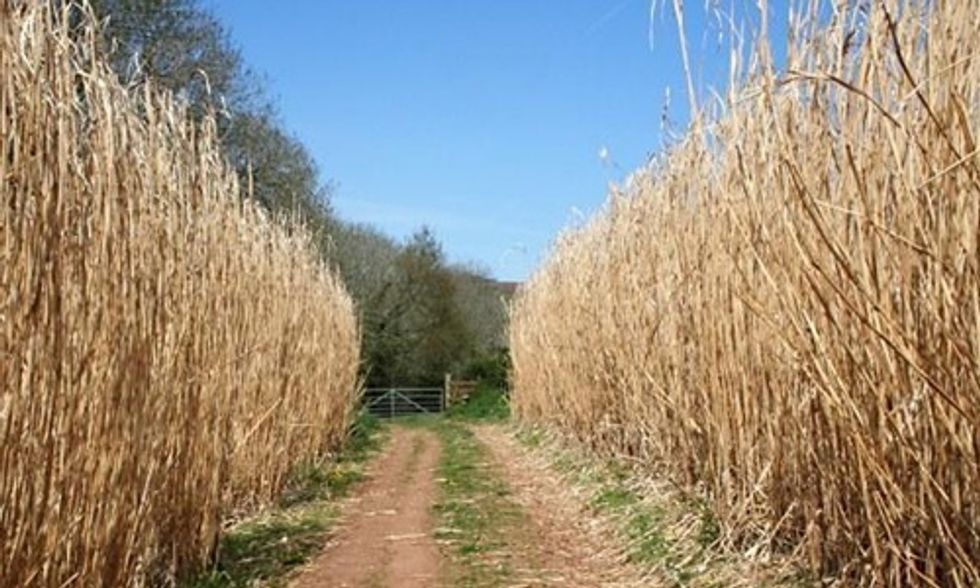 Elephant Grass and Prairie Switchgrass: Second Generation Biofuels to Power American Cars