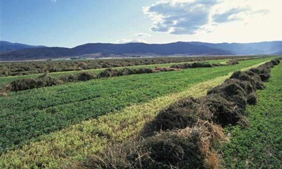 Monsanto's Genetically Engineered Roundup Ready Alfalfa Has Gone Wild