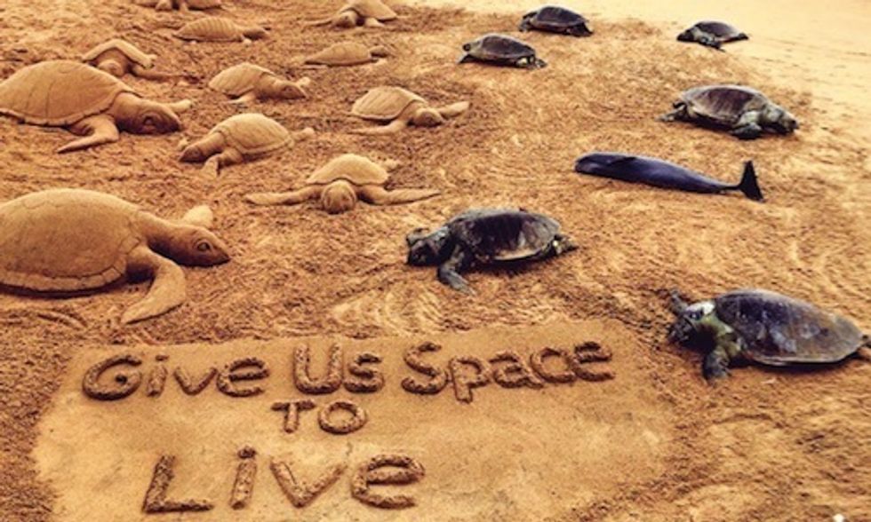 300 Sea Turtles Found Dead on Indian Beach