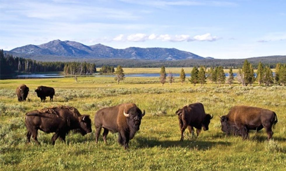 Slaughter of Up to 900 Wild Bison at Yellowstone Park Sparks Federal Lawsuit to Protect First Amendment Rights