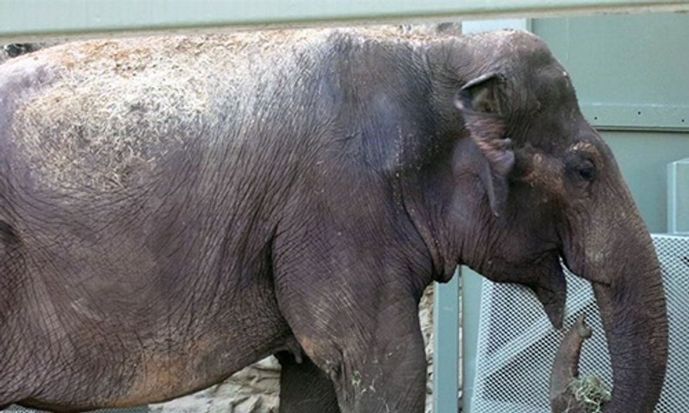 Judge Says Lawsuit Can Move Forward for Lucky the Elephant Who Was Captured From the Wild 53 Years Ago