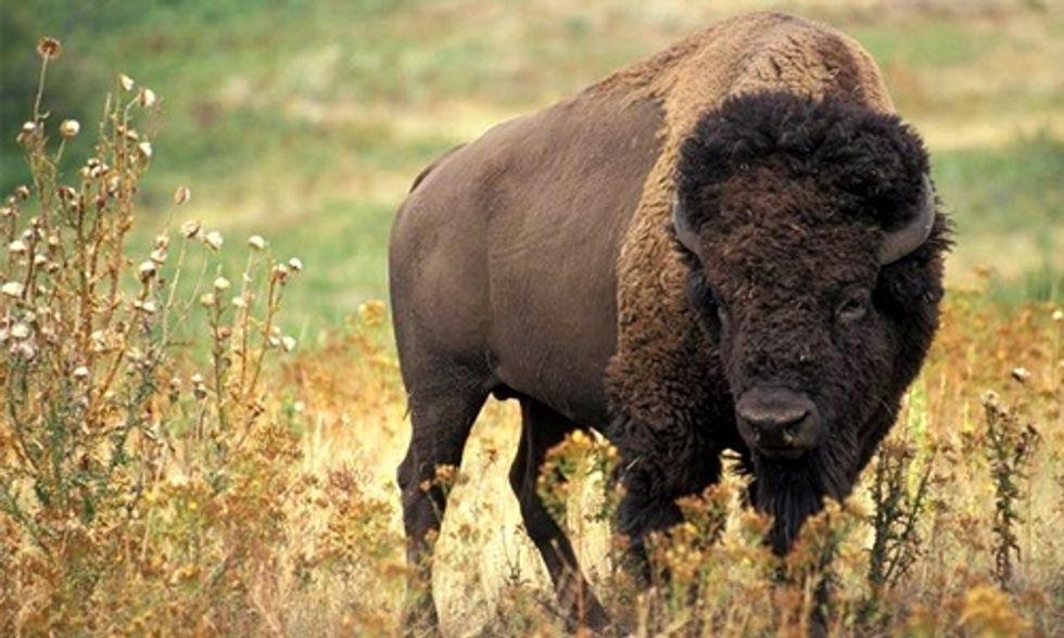 U.S. District Court to Hear Arguments for Preliminary Injunction to Halt Yellowstone Bison Slaughter