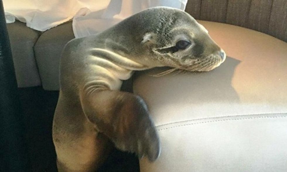 Starving Sea Lion Takes Refuge at Upscale San Diego Restaurant