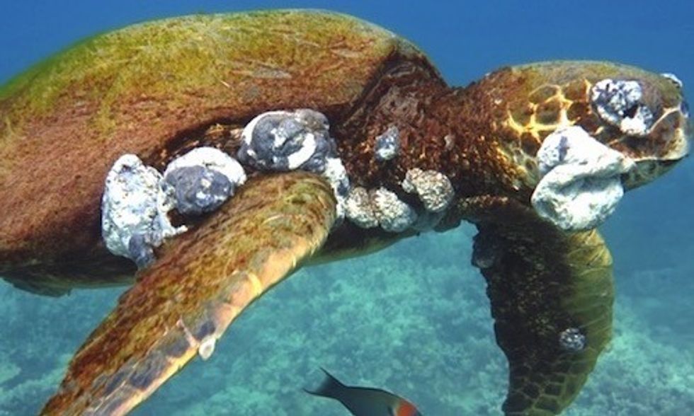 Gruesome Tumors on Sea Turtles Linked to Climate Change and Pollution