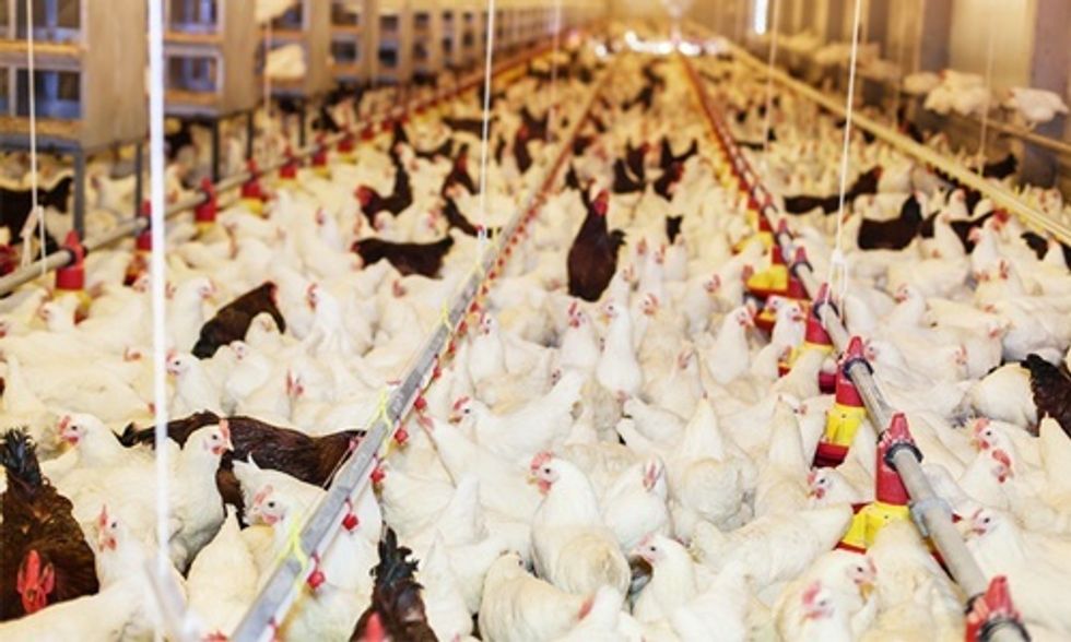 Tyson Foods Dumps More Pollution Into Waterways Each Year Than Exxon