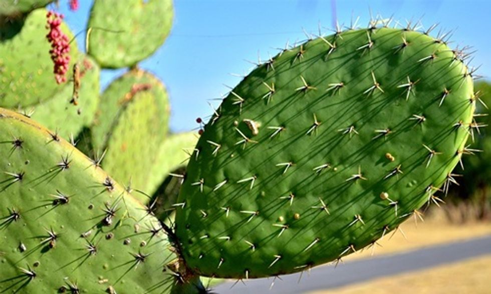 World's First Cactus Biogas Plant Opens in Mexico