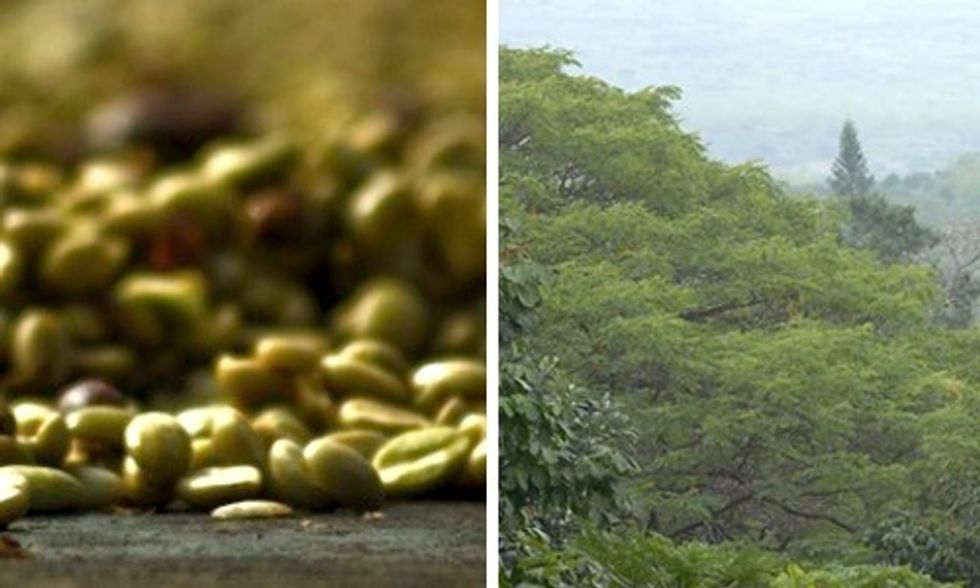 Coffee Farmers Sue Monsanto for Hiding Cancer-Causing Impact of Glyphosate