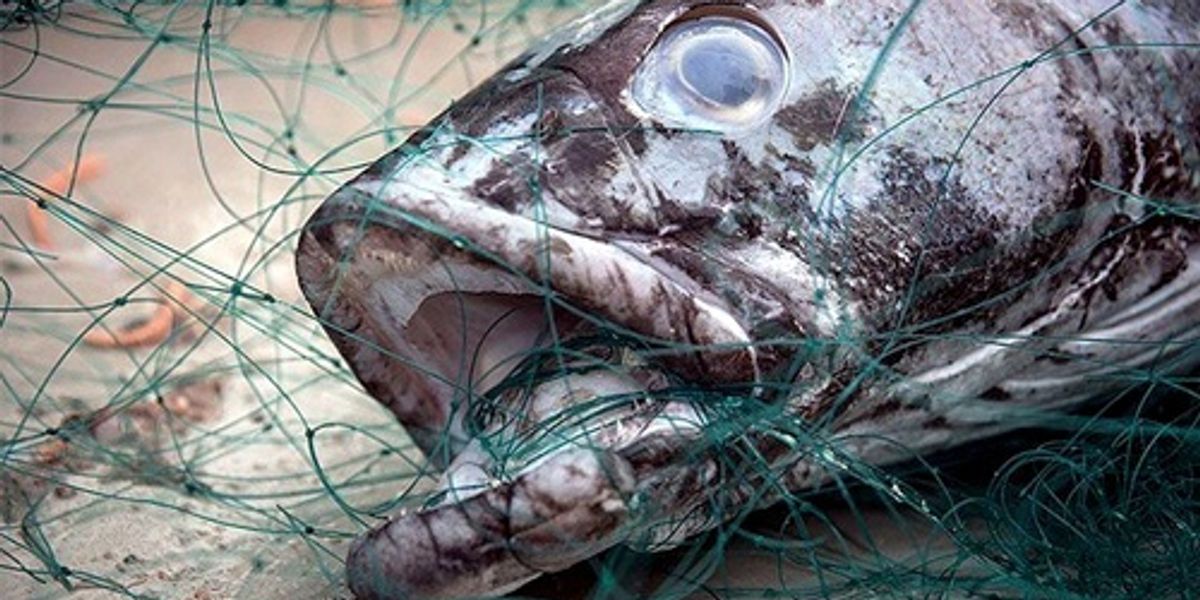 Illegal Chilean Sea Bass Fishing Could Be Coming to an End, Thanks to
