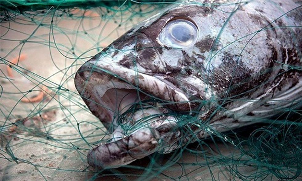 Illegal Chilean Sea Bass Fishing Could Be Coming to an End, Thanks to Sea Shepherd