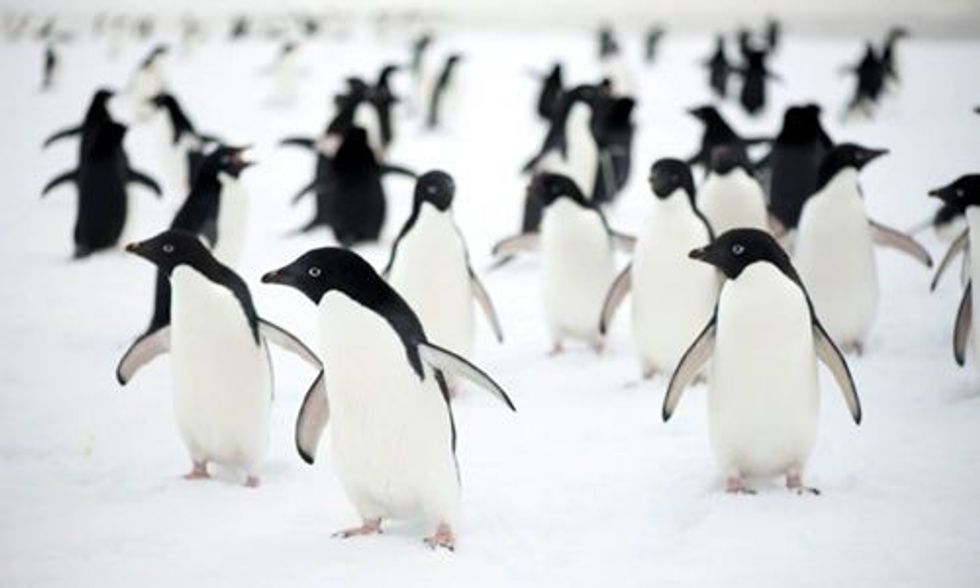 150,000 Penguins Die After Huge Iceberg Blocks Route to Sea