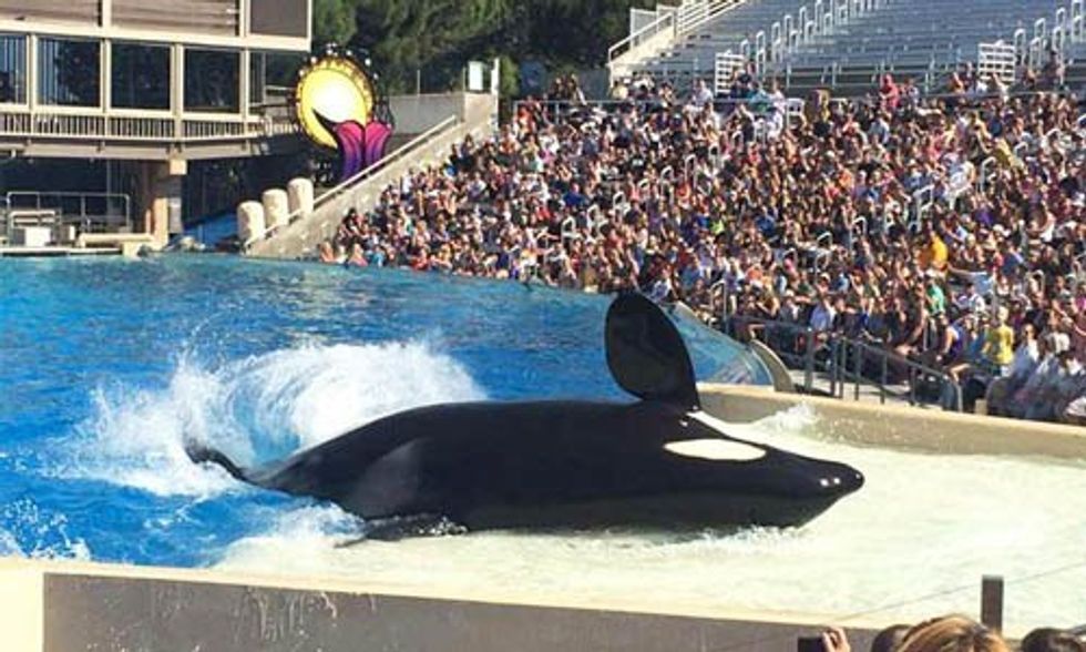 Another Animal Dies at SeaWorld Bringing Death Toll to 4 Large Mammals in Just 4 Months