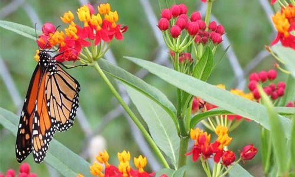 Farmers Key to Bringing Monarch Butterflies Back From the Brink of Extinction