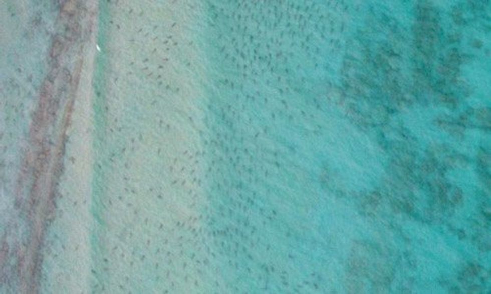 10,000 Sharks Swarm Florida Coast Beaches