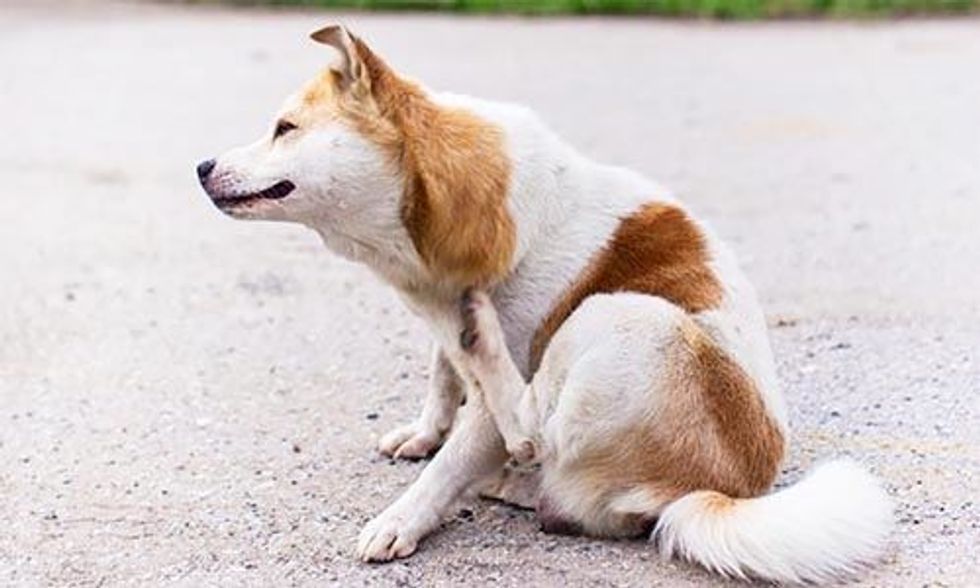 3 Ways Climate Change Impacts Our Pets