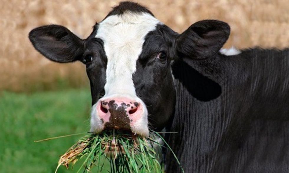 Organic Milk and Meat Is Healthier for You, Scientists Say