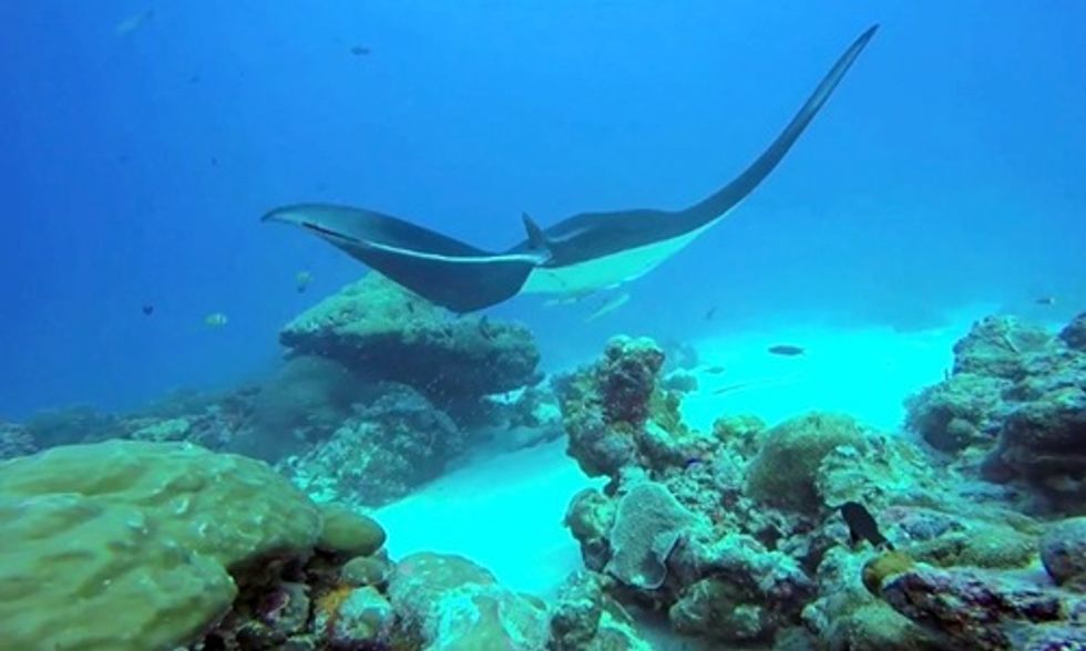 Sustainability Management in Practice: Student Work Helps Establish Conservation Act in Palau