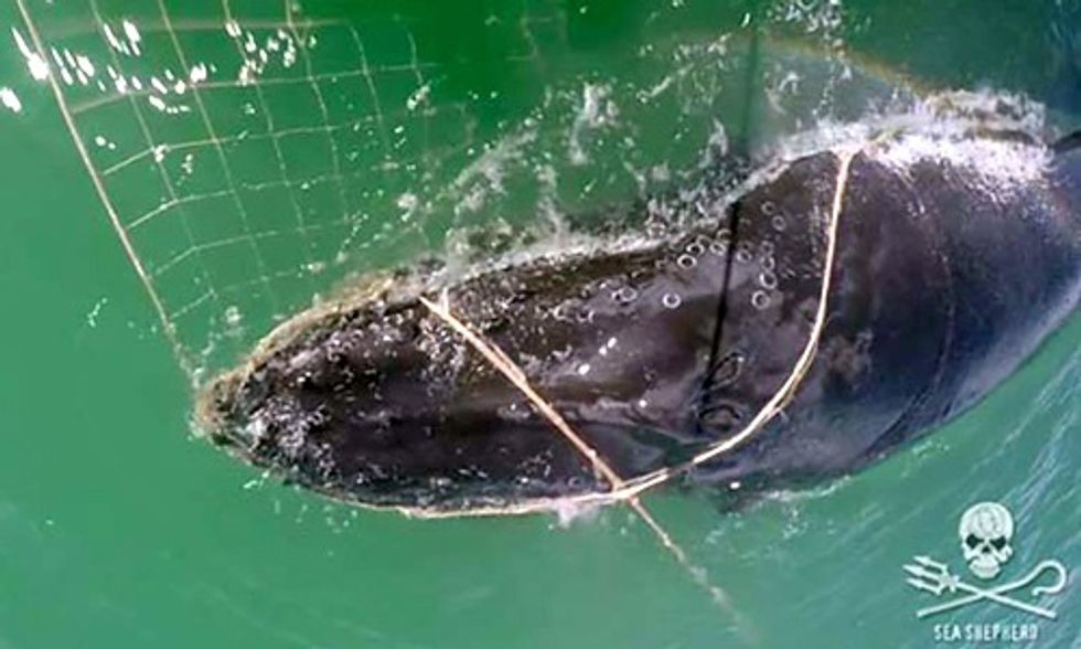 Humpback Whale Entangled in Illegal Gillnet Saved by Sea Shepherd Crew