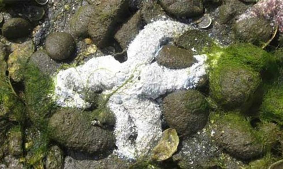 Massive Starfish Die-Off Linked to Warming Oceans