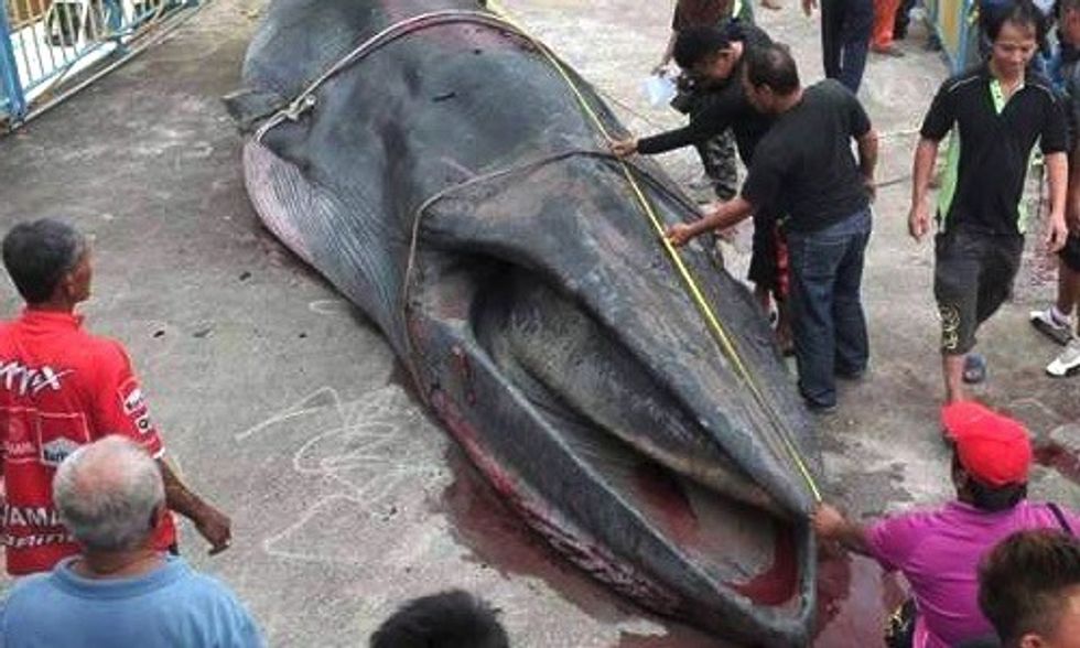 Whale Found Dead With Small Pieces of Plastic Garbage in Its Stomach