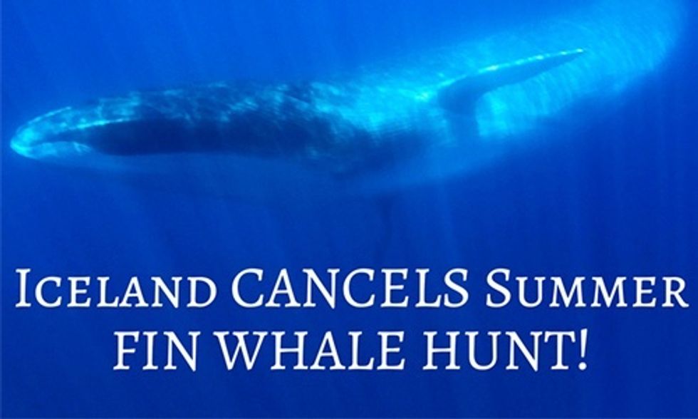 Iceland’s Fin Whale Hunt Cancelled for 2016