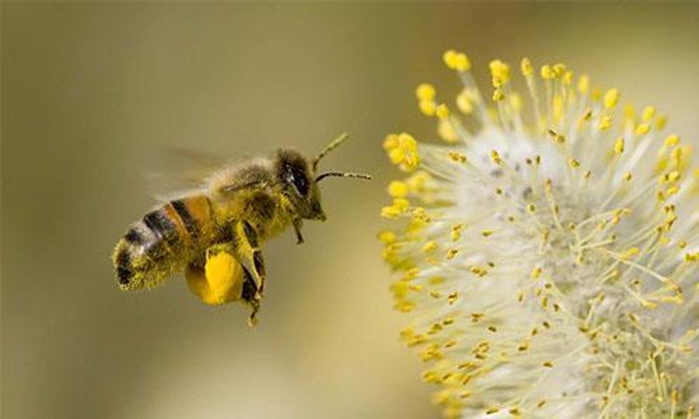 David Suzuki: We Must Save the Honeybees and Here's How You Can Help