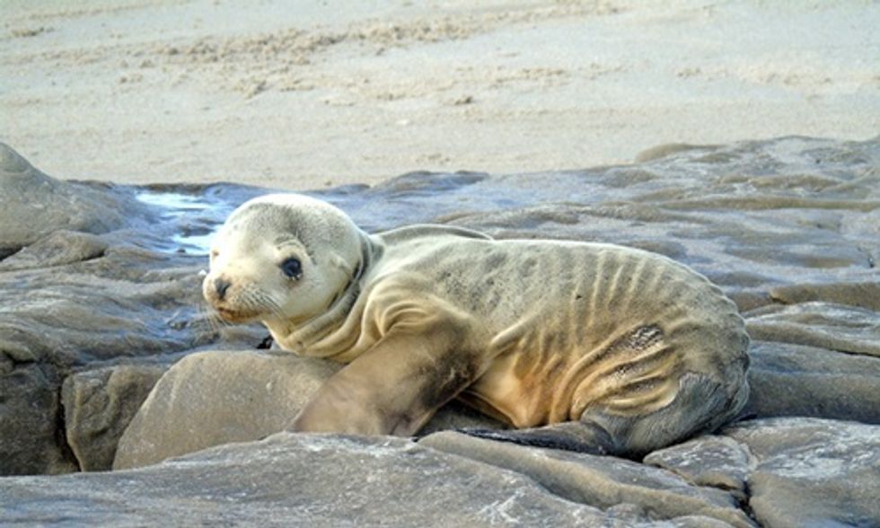 Scientists Find Answer to Why Thousands of Sea Lion Pups Are Starving