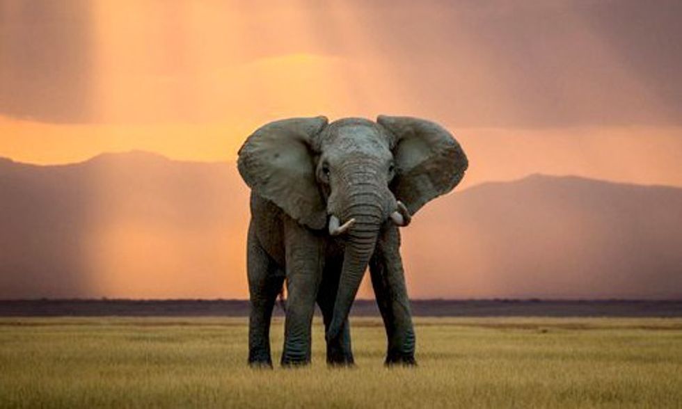 Elephants Being Slaughtered for Ivory Faster Than They Can Reproduce