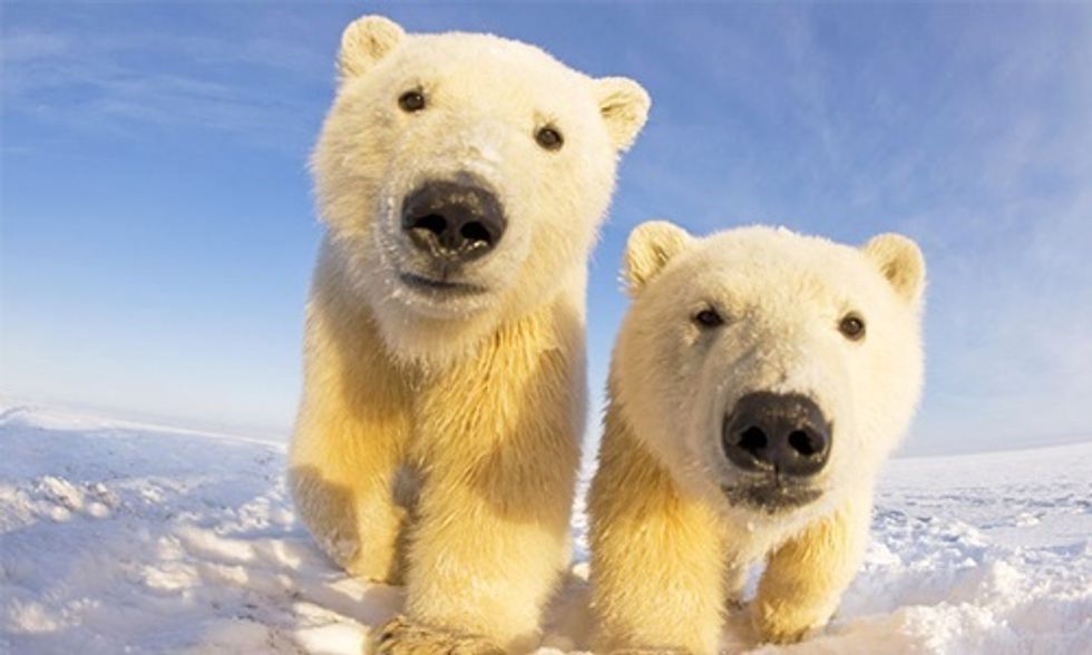 Victory: Alaska’s Polar Bears Win Their Day in Court