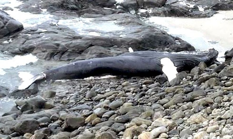 Young Humpback Whale Found Dead, Exposes Devastating Impacts of Ocean Trash