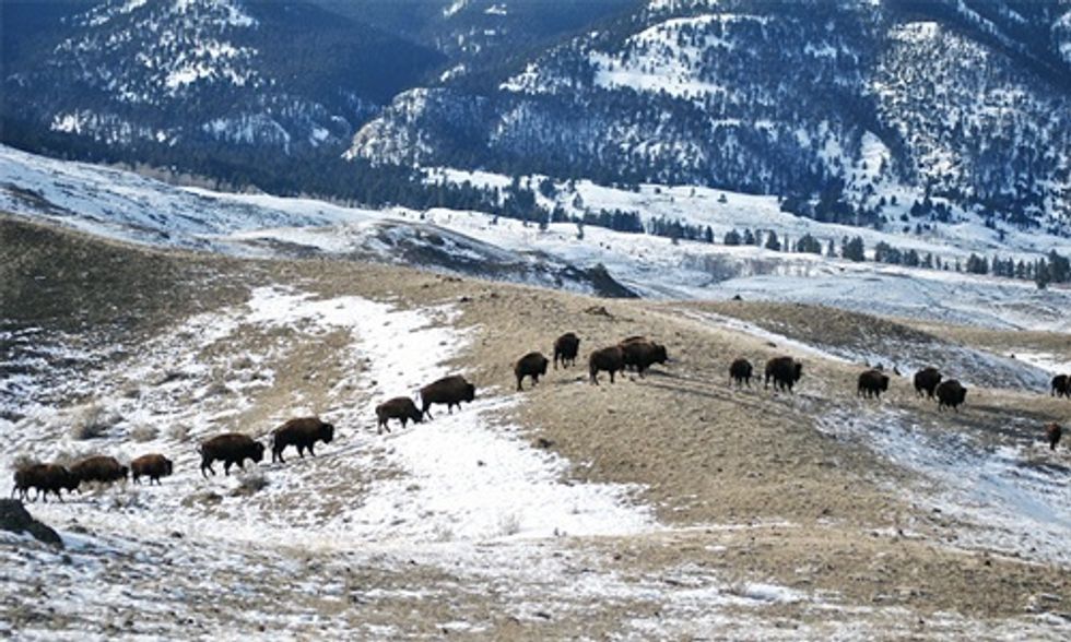 150 of America’s Last Wild Buffalo Now Trapped in Yellowstone, All Destined for Slaughter