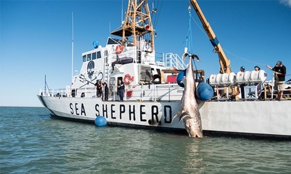 Endangered Species Found Dead, Likely Result of Illegal Fishing