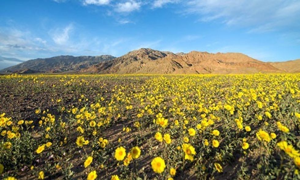 Hottest and Driest Place in North America Is Experiencing a Rare and Spectacular 'Super Bloom'