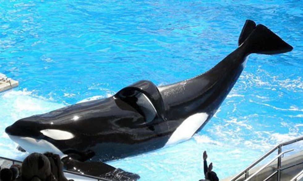 SeaWorld's Famous Whale and 'Blackfish' Star Is Dying