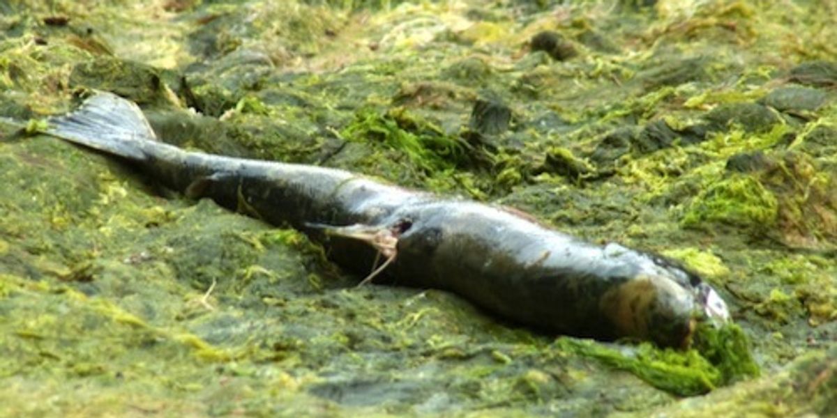 23 Million Salmon Dead Due to Toxic Algal Bloom in Chile - EcoWatch