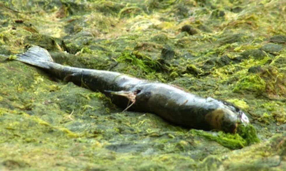 23 Million Salmon Dead Due to Toxic Algal Bloom in Chile