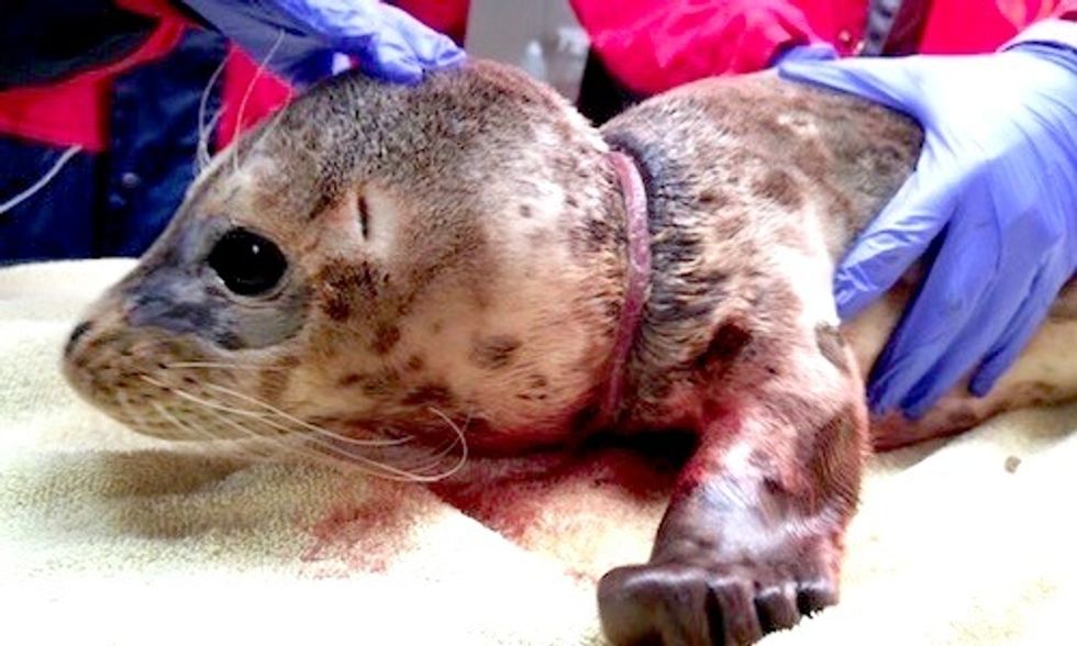 One of the Lucky Ones: Seal Pup Released Back Into the Ocean After Severe Injuries From Marine Debris
