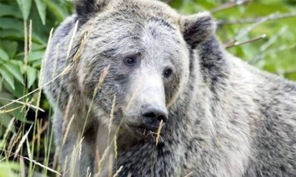 Grizzly Bears at Risk of Being Hunted for the First Time in Decades