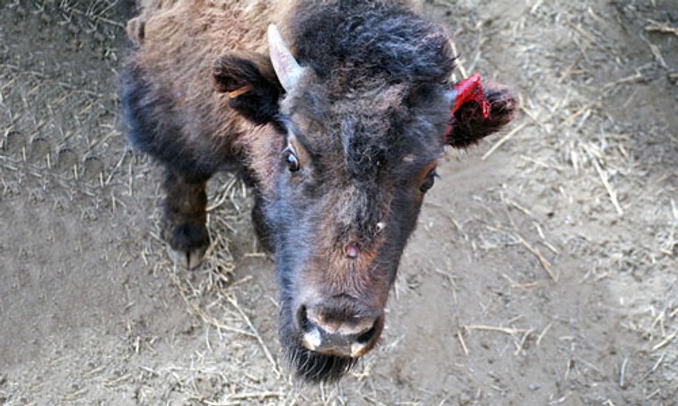 Yellowstone Sends 100 Wild Buffalo to Slaughter
